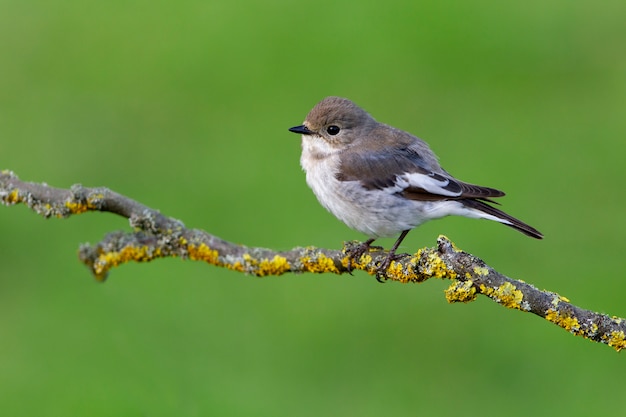 Pied flycatcher with the summer plumage