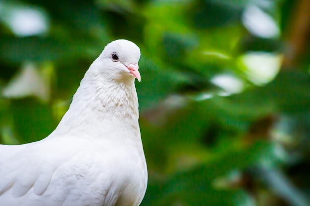 Pied Imperial Pigeon bird catch  on the tree