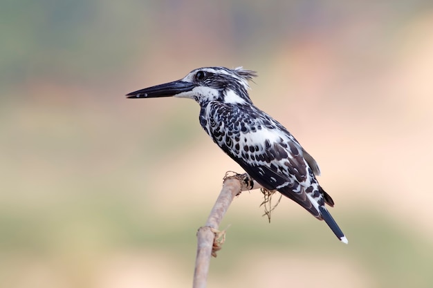 Pied kingfisher Ceryle rudis Beautiful Birds of Thailand