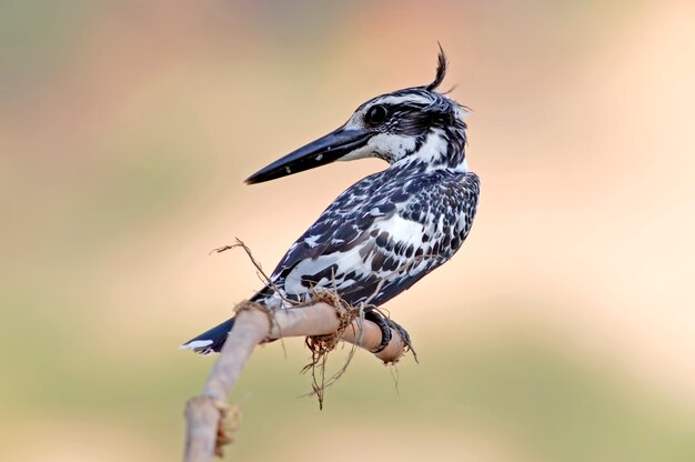 Pied kingfisher Ceryle rudis Beautiful Male Birds of Thailand