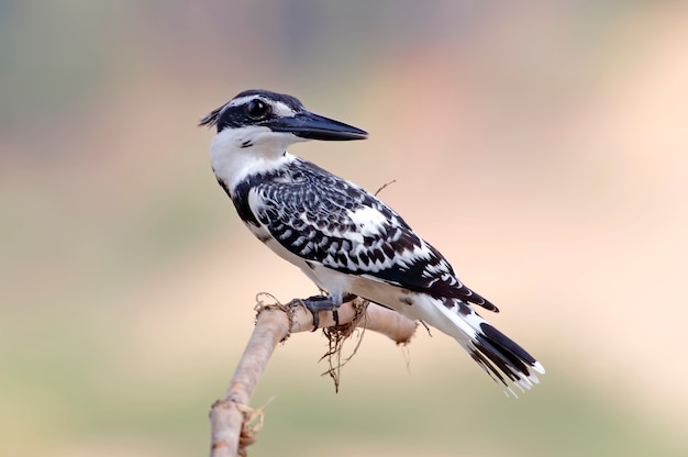 Pied kingfisher Ceryle rudis Beautiful Male Birds of Thailand