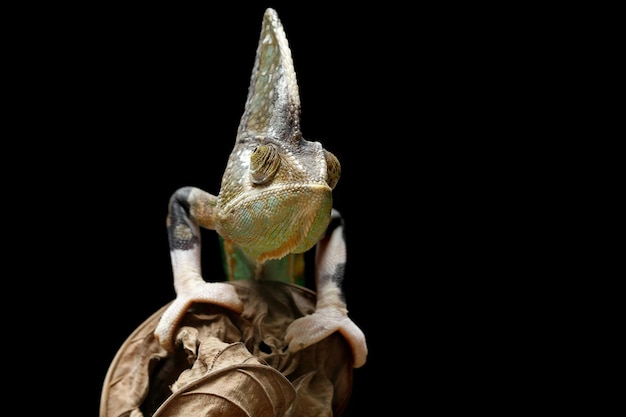 Pied veiled chameleon on dry leaves Pied veiled chameleon closeup with black background animal closeup