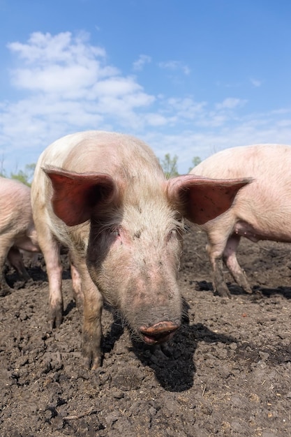 Pig farming raising and breeding of domestic pigs