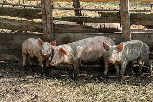 Pig farming raising and breeding of domestic pigs