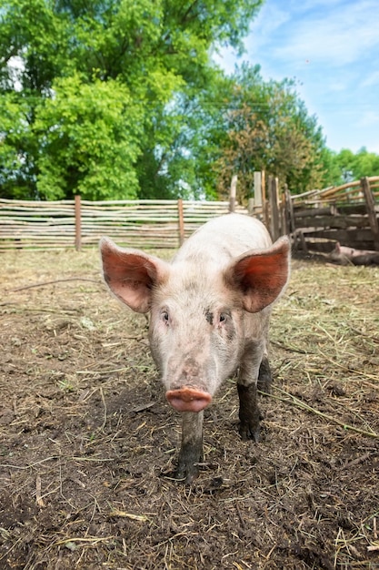 Pig farming raising and breeding of domestic pigsx9