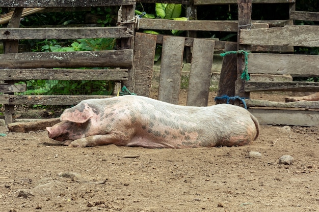 Pig laying on the ranch