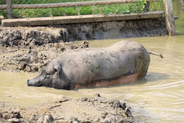 Photo the pig playing in pool mud look like boar at farm