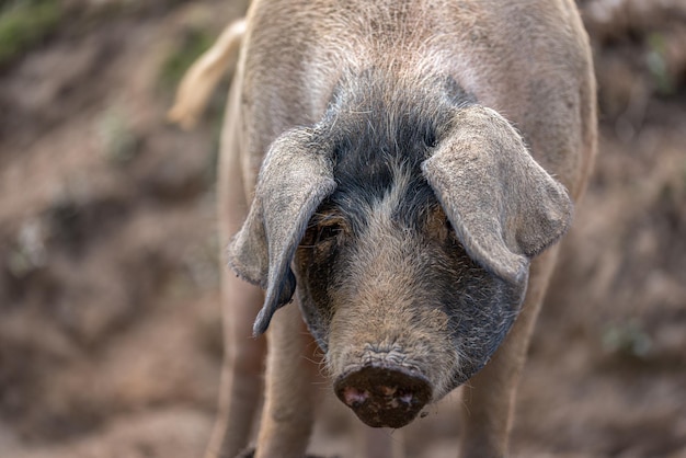 Pig standing on the farm looking at the camera