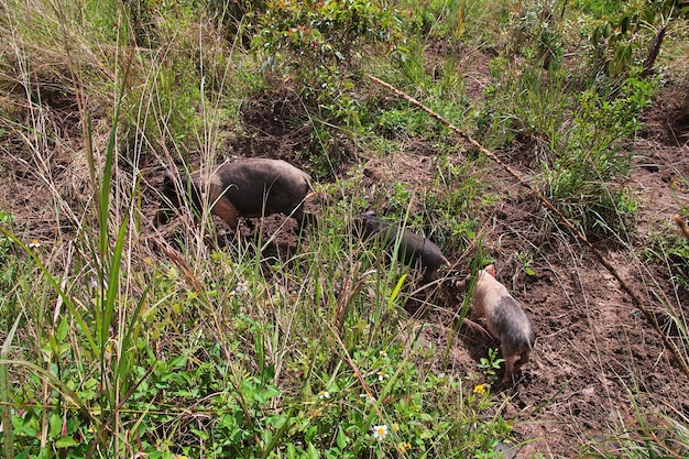 The pig in the valley of Wamena, Papua, Indonesia