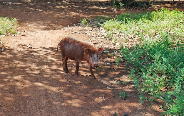 A pig on a village road on a sunny day. Banlung. Cambodia