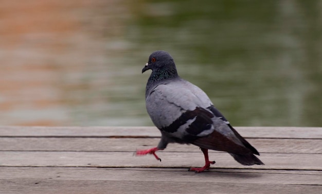 Pigeon bird animal dove