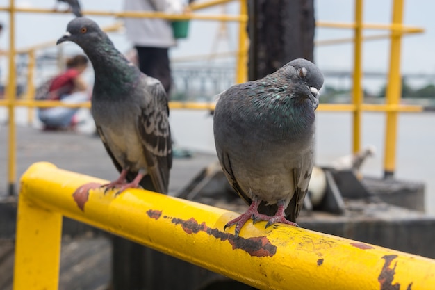 Pigeon bird on outdoor background, pigeons at the port.