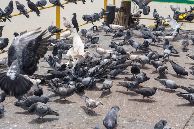 Pigeon bird on outdoor background, pigeons at the port.