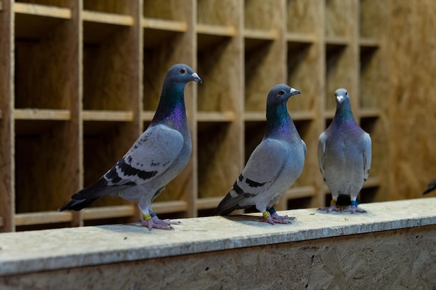 Pigeon birds standing together with friends.Pigeons sitting.Isolated pigeons.Portrait of birds