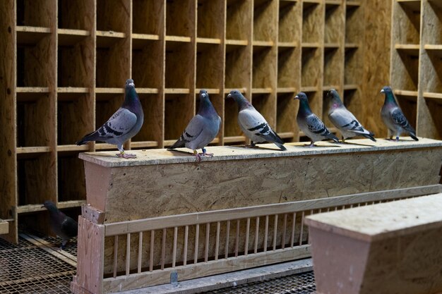 Pigeon birds standing together with friendsPigeons sittingIsolated pigeonsPortrait of birds