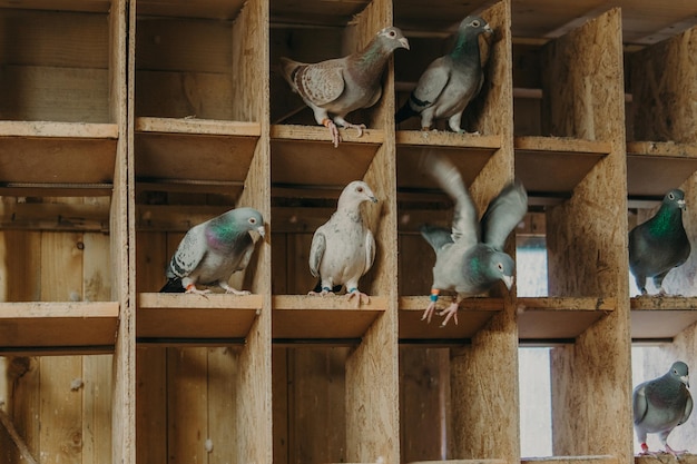 Pigeon birds standing together with friendsPigeons sittingIsolated pigeonsPortrait of birds