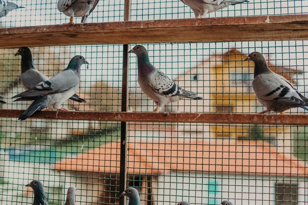 Pigeon birds standing together with friendsPigeons sittingIsolated pigeonsPortrait of birds