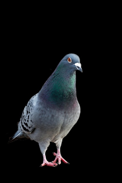 Pigeon on a black background