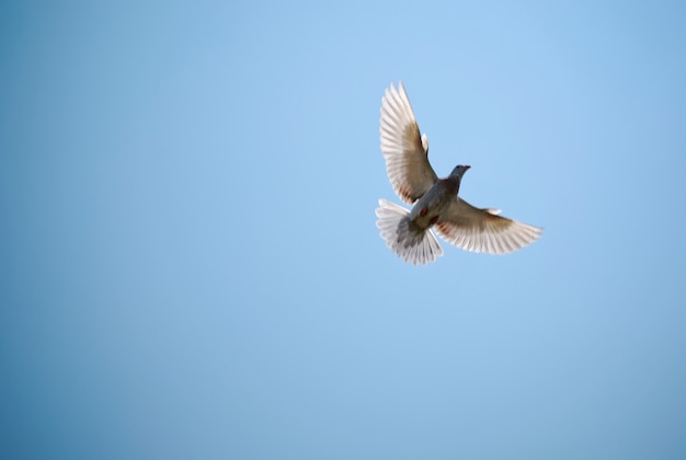 Photo pigeon in the blue sky