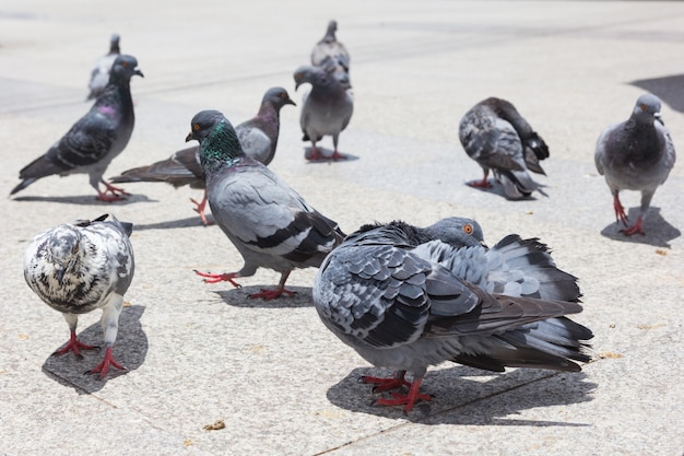 Pigeon close up in park