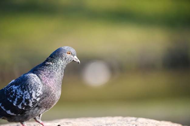 Pigeon close up. in the sun. sitting on a stone. out of focus defocus