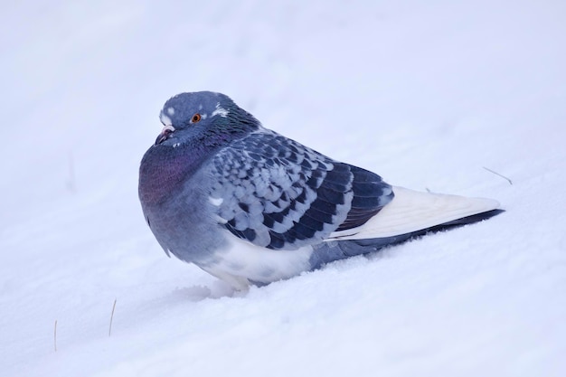 Pigeon dove sits in snow