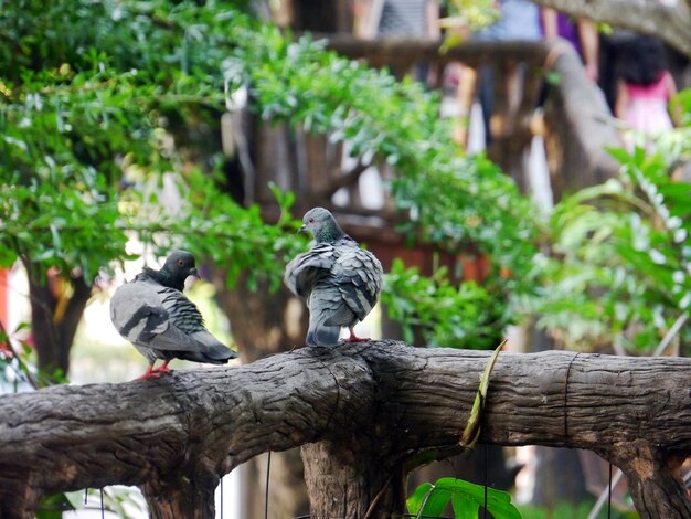 Pigeon or dove on  the tree tops green background in Dusit zoo on Thailand