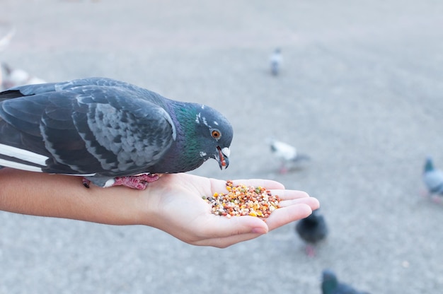 Pigeon eating from woman hand on the parkfeeding pigeons in the park at the day time