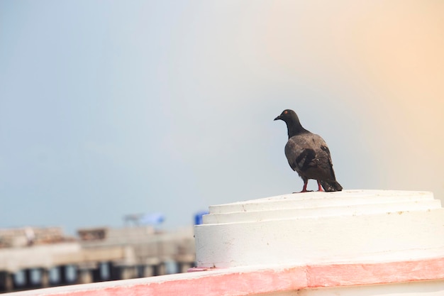 Pigeon on the house terrace with loneliness