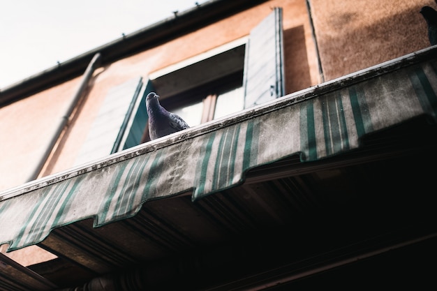 The pigeon is sitting on the roof and looking straight into the frame