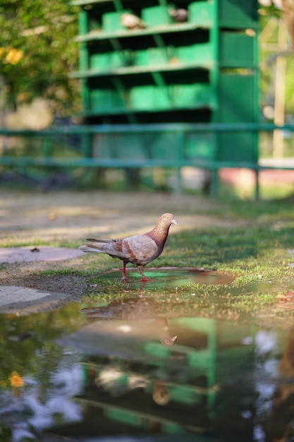 A pigeon is walking on a wet pavement.