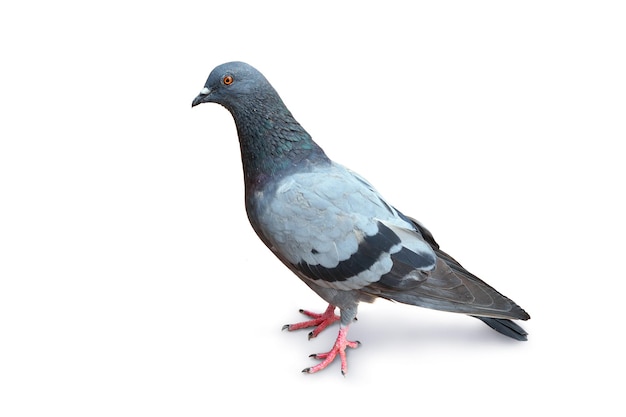 Pigeon isolated on white background.