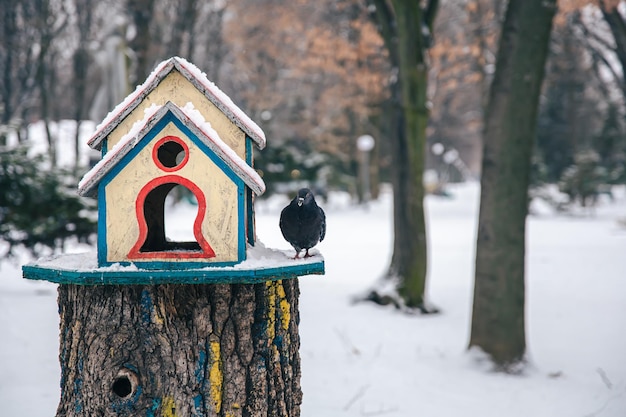 Pigeon near a bright wooden feeder in the winter forest