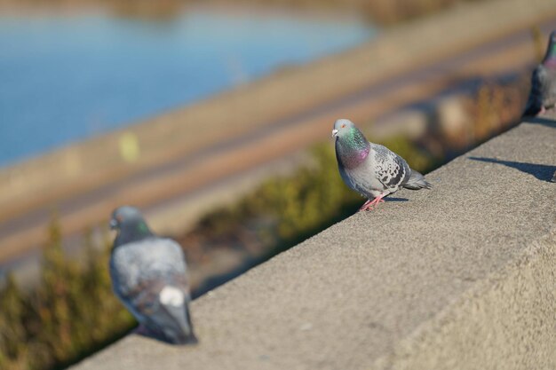 Photo pigeon perching on retaining wall