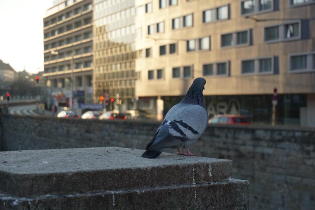 Photo pigeon perching on retaining wall