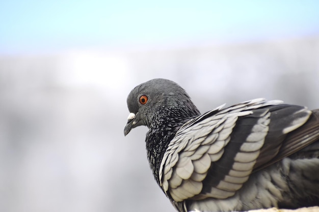 A pigeon siting on wall of my roof