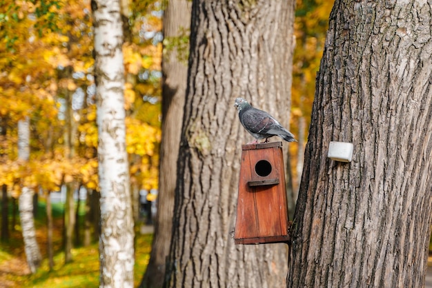 A pigeon sits over a feeder in an autumn park