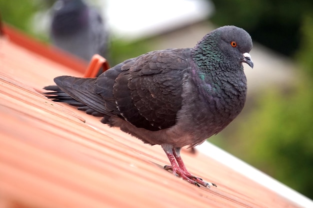 Pigeon standing on a roof with defocused background