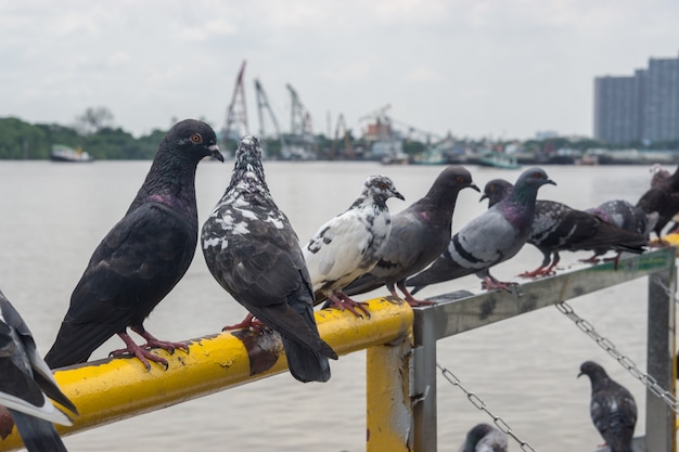 The pigeon with Blur background.