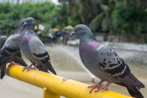 The pigeon with Blur background.