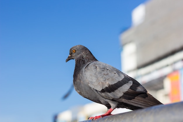 Pigeon