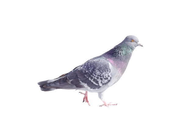 Pigeon