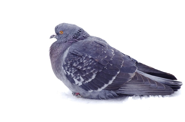 Pigeon