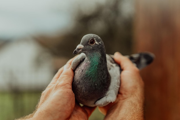 Pigeons birds flying or standing agains the sky with a man holding tham