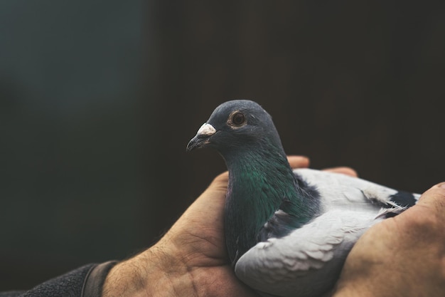 pigeons birds flying or standing agains the sky with a man holding tham.