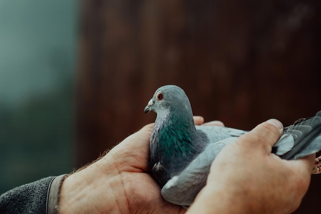 pigeons birds flying or standing agains the sky with a man holding tham.