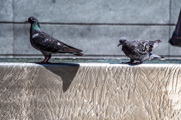 Pigeons drinking water from fountain at the city park