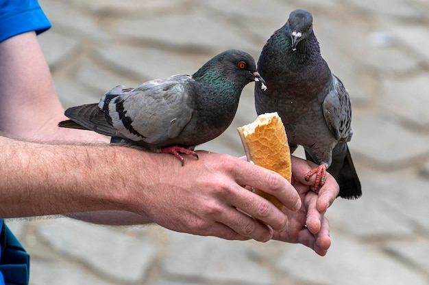 Pigeons eating bread from man hands