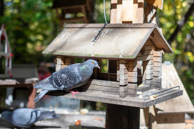 Pigeons in a feeder in an autumn park Feeding the birds