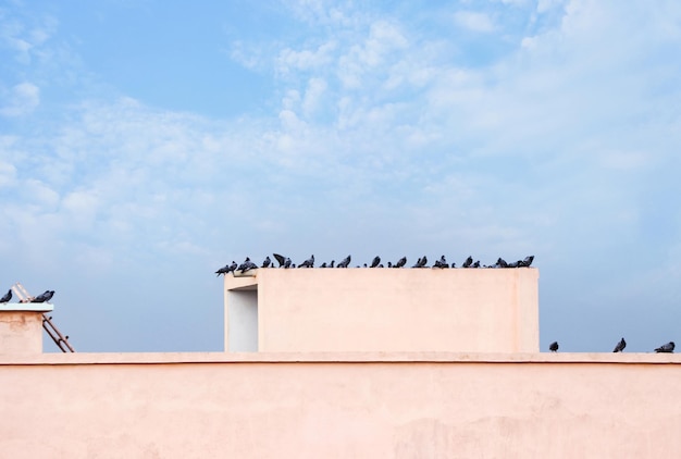 Pigeons Flock of pigeons on the roof building